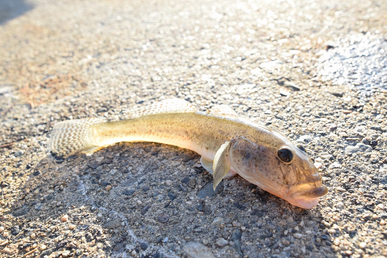 石川・七尾湾・和倉温泉/加賀屋前でハゼが釣れた