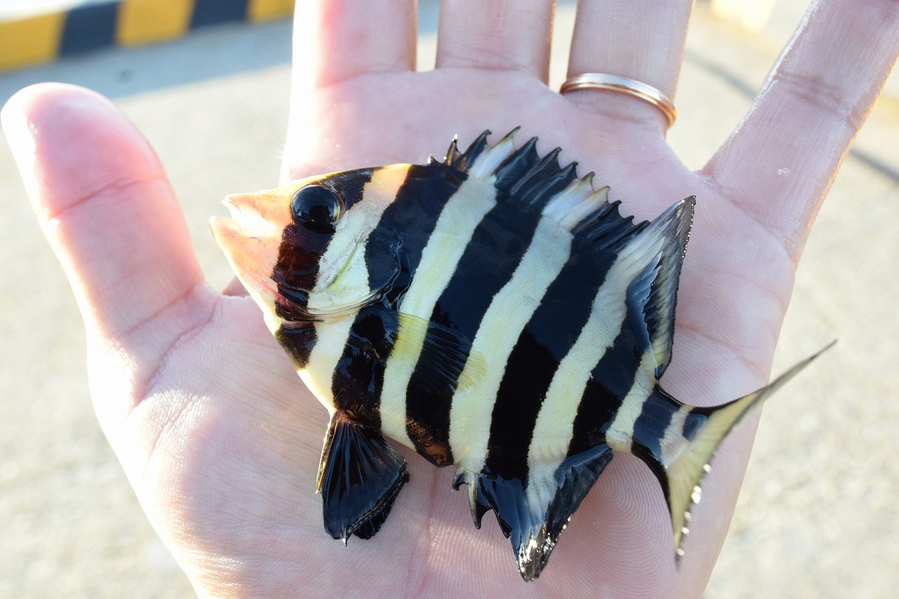 石川・七尾湾・和倉温泉/加賀屋前でイシダイの幼魚が釣れた