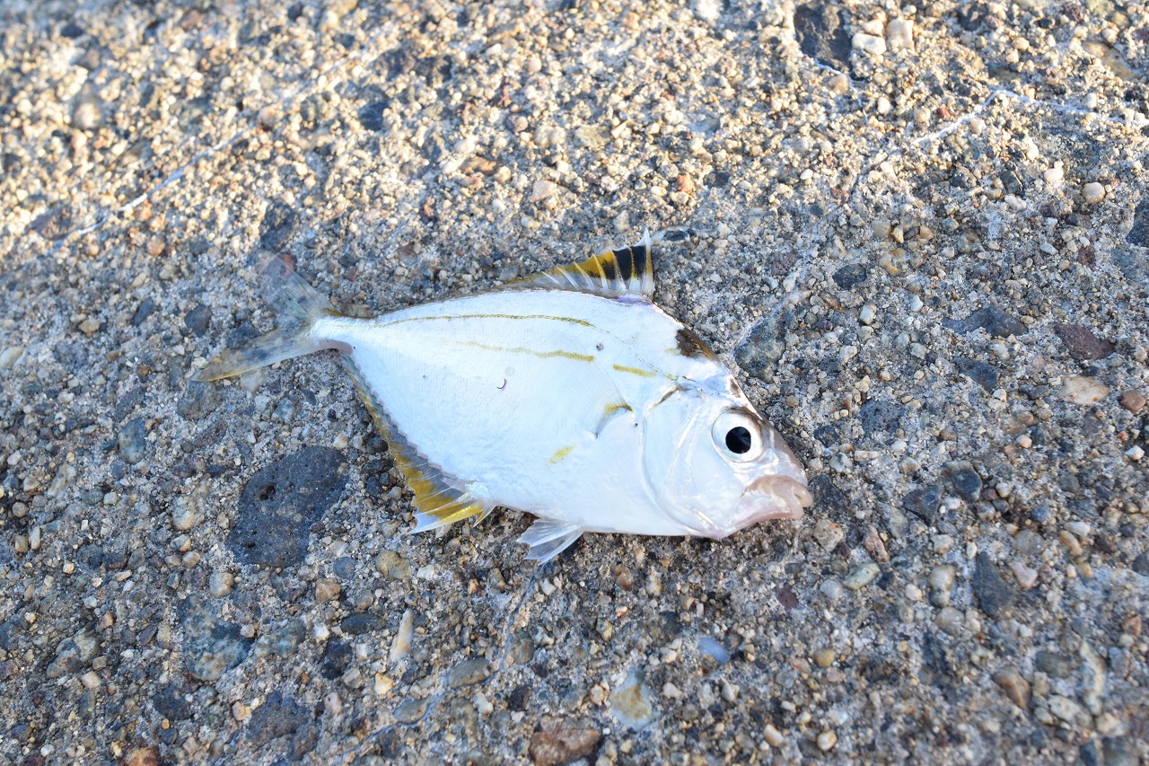 石川・七尾湾・和倉温泉/加賀屋前でヒイラギが釣れた