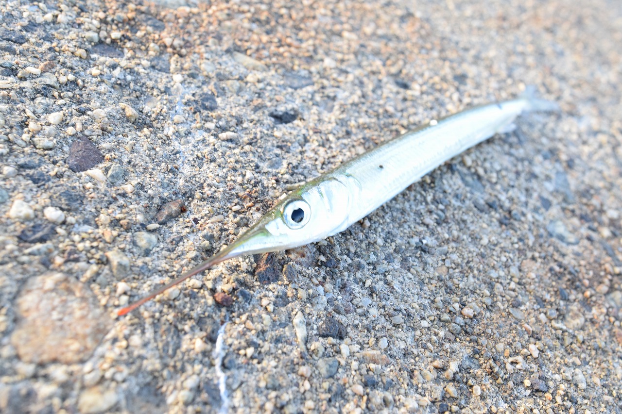 石川・七尾湾・和倉温泉/加賀屋前でサヨリが釣れた