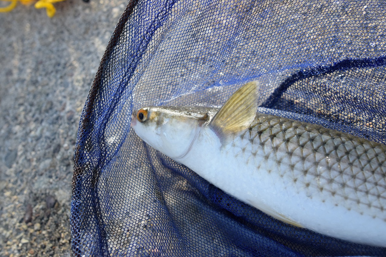 石川・七尾湾・和倉温泉/加賀屋前でボラが釣れた