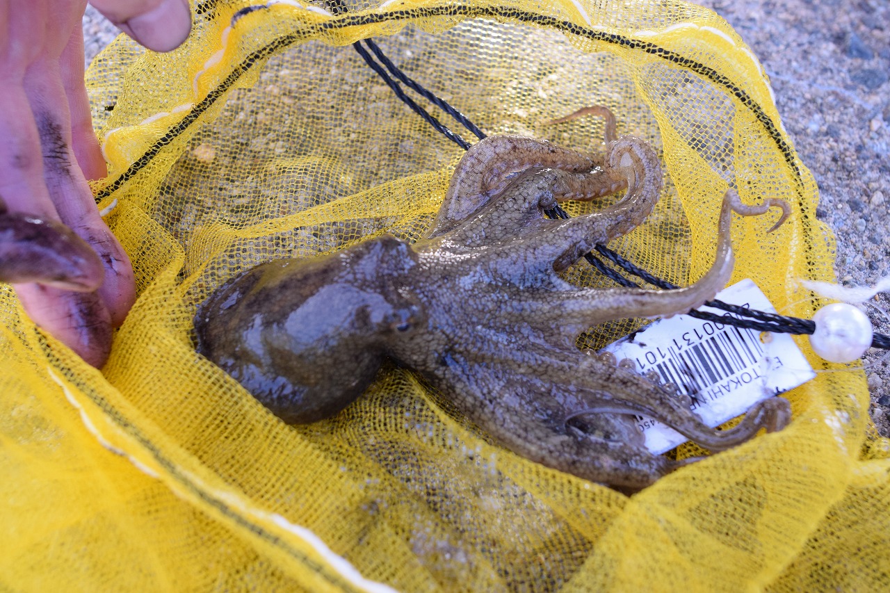 石川・七尾湾・和倉温泉/加賀屋前でイイダコが釣れた