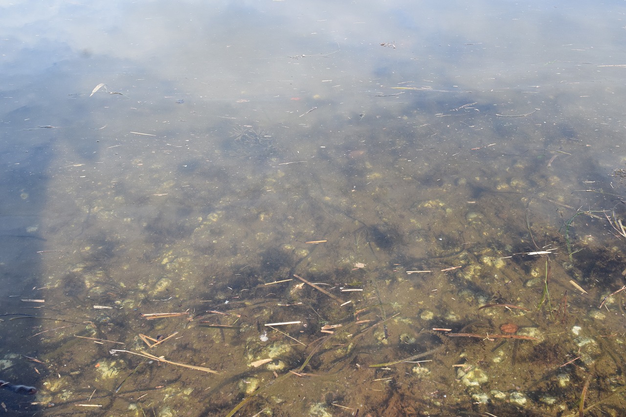 石川・七尾湾・和倉温泉/加賀屋前でハゼが釣れるポイント